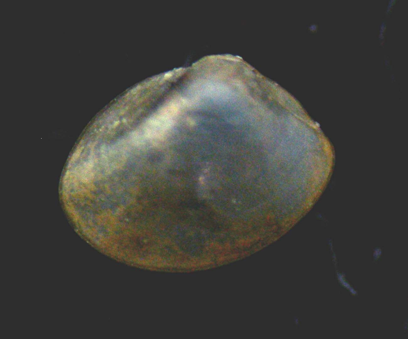 Ennucula aegeensis